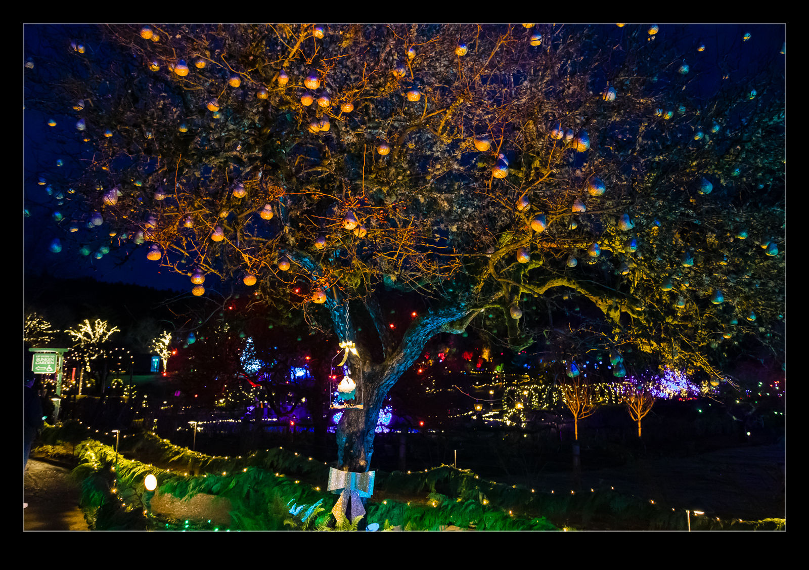 Christmas Lights in Butchart Gardens Stock Photo - Image of